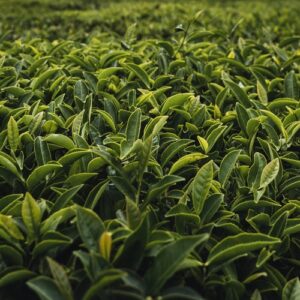 Tea plantation Kenya