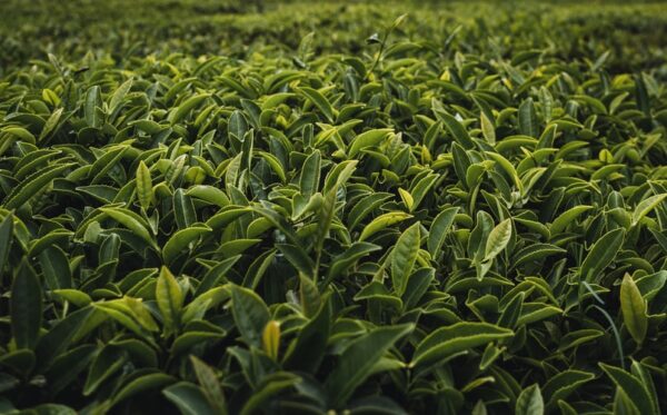 Tea plantation Kenya